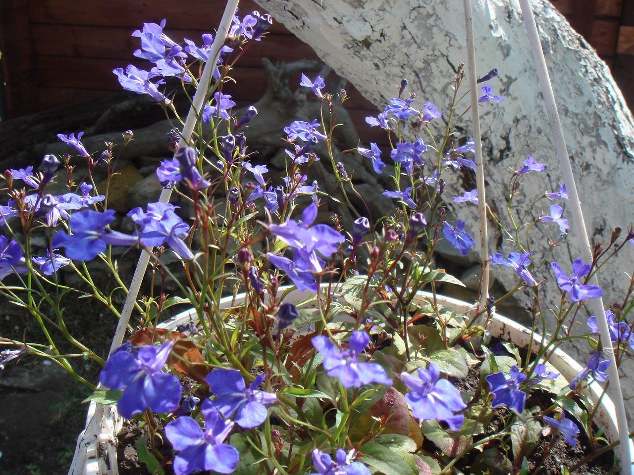 DSC00781