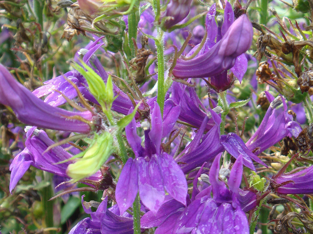 Лобелия x изящная 'Синий Веер' - Lobelia x speciosa 'Fan Blue'