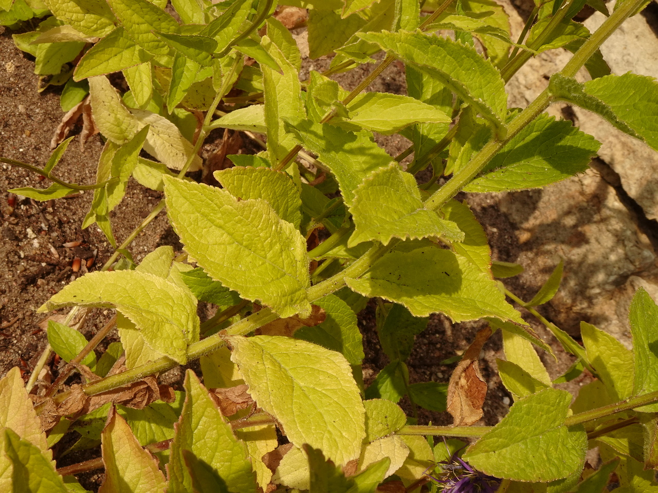 DSC04331