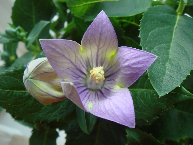 Ширококолокольчик крупноцветковый - Platycodon grandiflorus