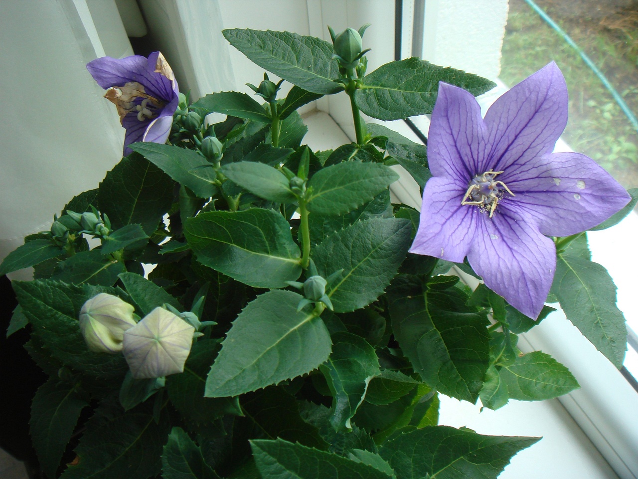 DSC09068