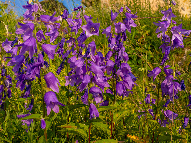 Колокольчиковые - Campanulaceae