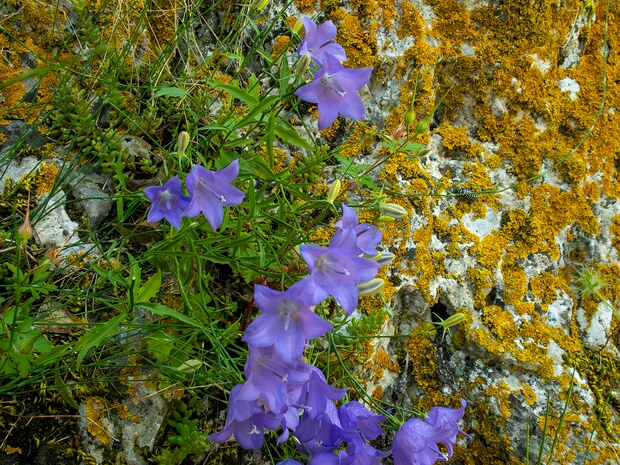 Колокольчик круглолистный - Campanula rotundifolia