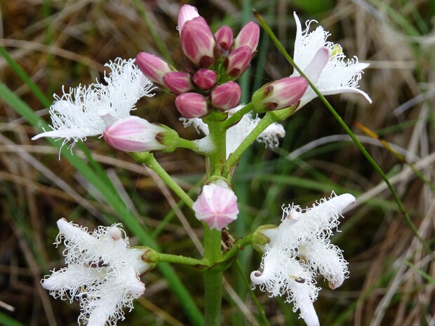 Вахтовые - Menyanthaceae Menyanthaceae is a family of aquatic and wetland plants in the order Asterales. There are approximately 60-70 species in...