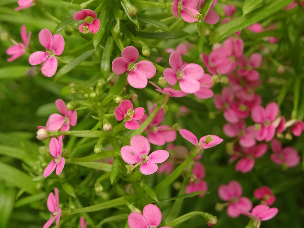 Стилидиевые - Stylidiaceae The family Stylidiaceae is a taxon of dicotyledonous flowering plants. It consists of five genera with over 240 species,...