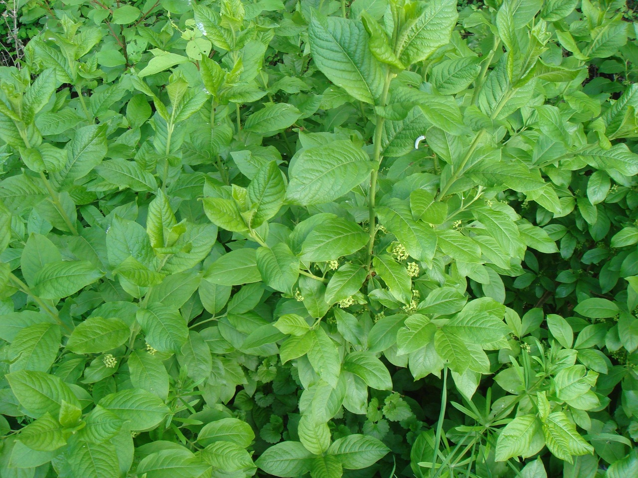DSC01053