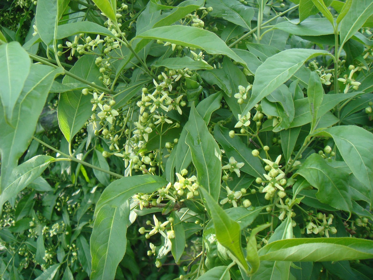 DSC01068