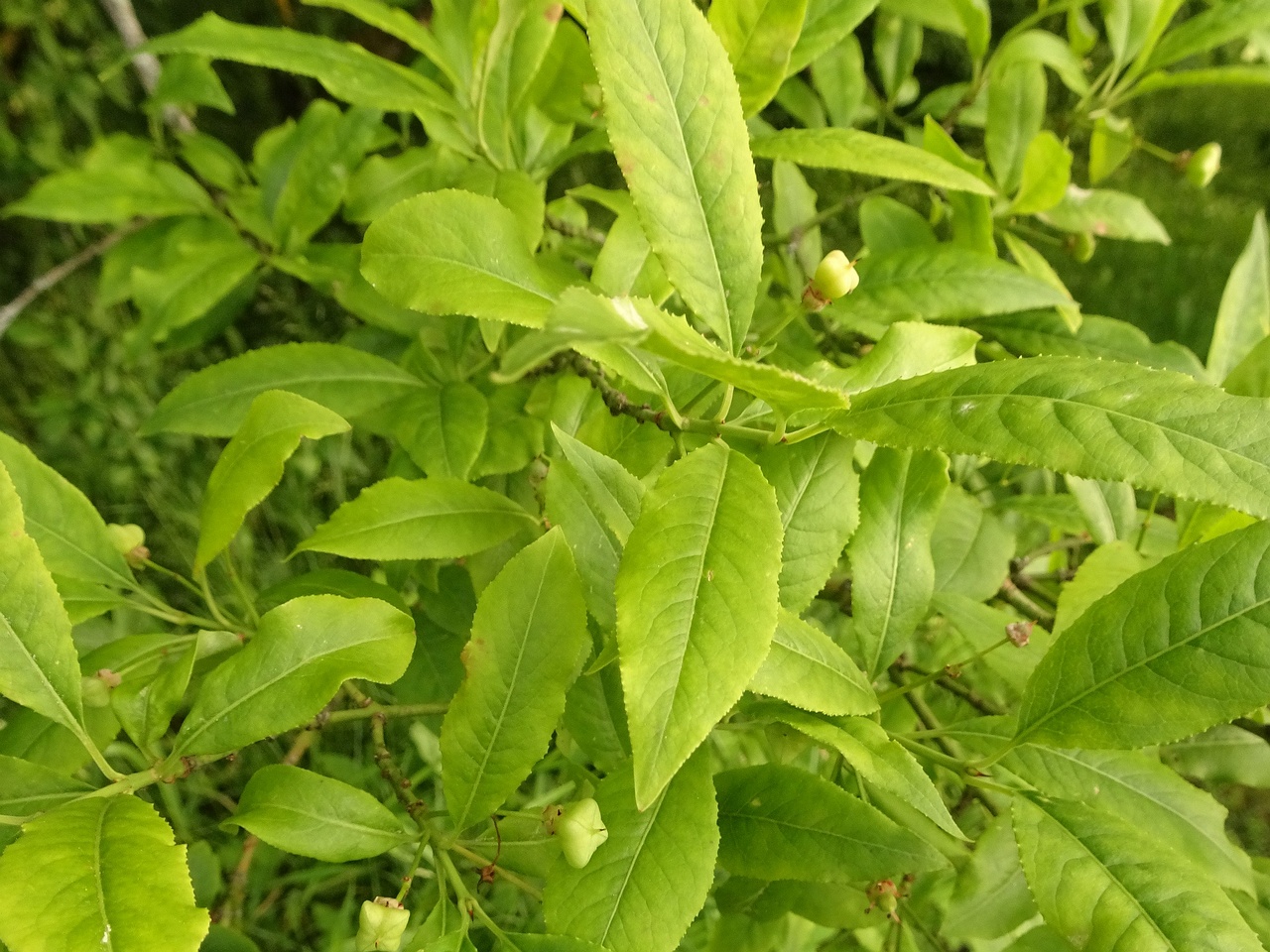 DSC09575