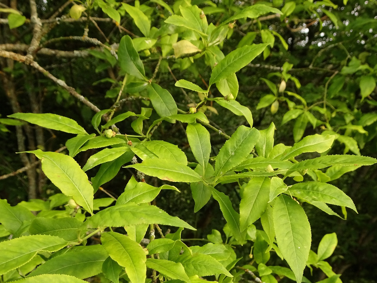 DSC09578