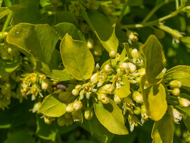 Древогубец плетеобразный - Celastrus flagellaris