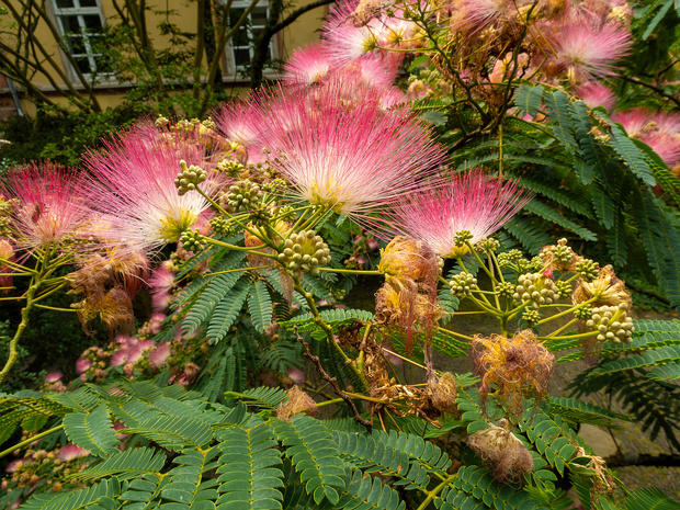 Альбиция ленкоранская - Albizia julibrissin