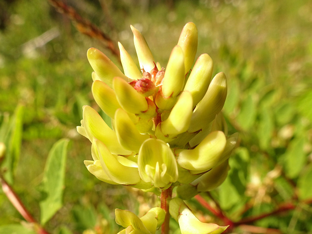 Астрагал солодколистный - Astragalus glycyphyllos