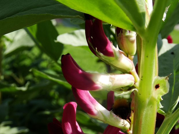 Боб садовый 'Багровое Цветение' - Vicia faba 'Crimson Flowered'