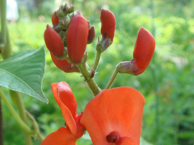 Боб садовый - Vicia faba
