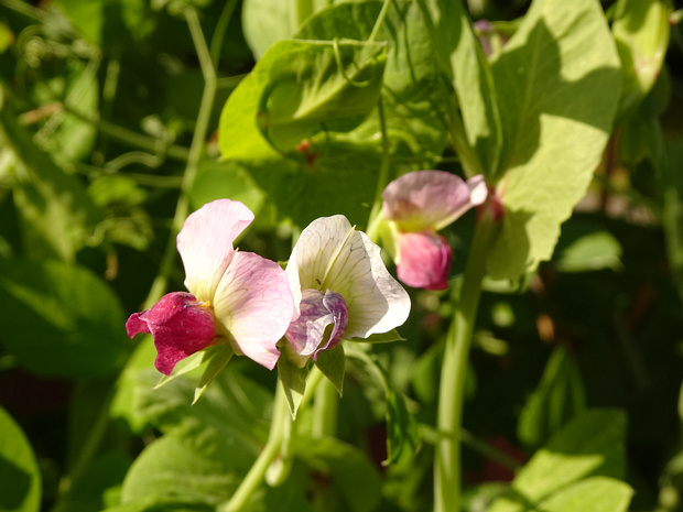 Горох посевной 'Повторить попытку' - Pisum sativum 'Retrija'