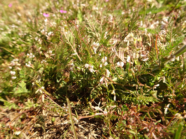 Горошек волосистый - Vicia hirsuta