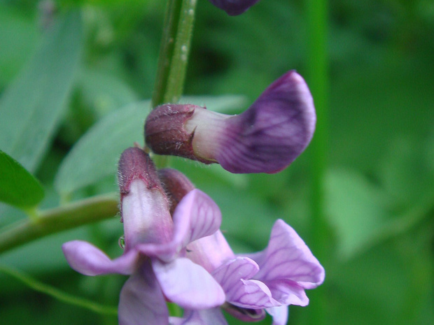 Горошек заборный - Vicia sepium