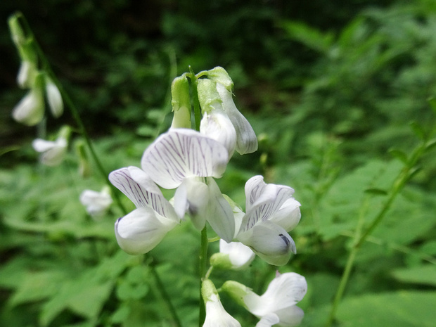 Горошек лесной - Vicia sylvatica