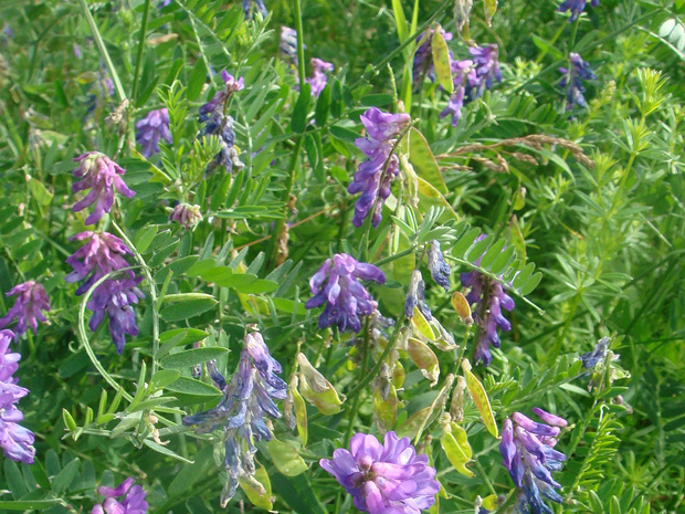 Горошек мышиный - Vicia cracca
