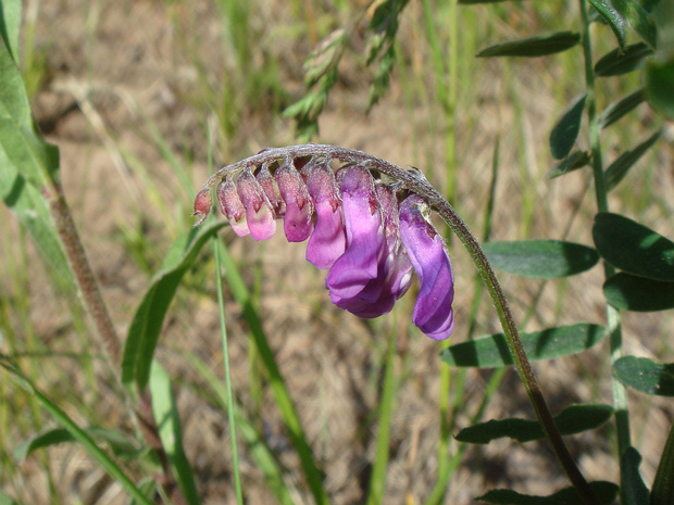 Горошек полевой - Vicia villosa