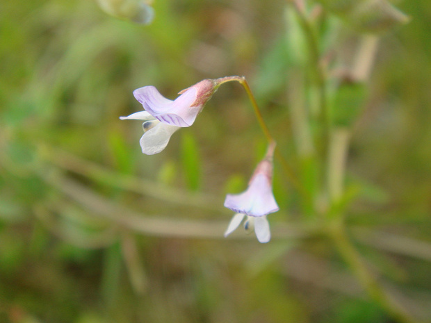 Горошек чиновидный - Vicia lathyroides