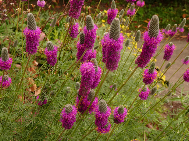 Далея пурпурная - Dalea purpurea