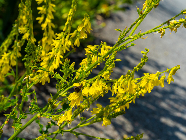 Донник лекарственный - Melilotus officinalis