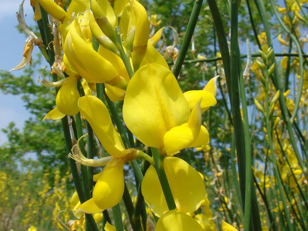 Дрок закавказский - Genista dracunculoides