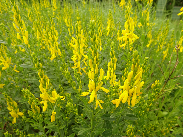 Дрок красильный - Genista tinctoria