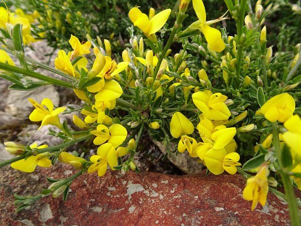 Дрок пушистый - Genista pilosa