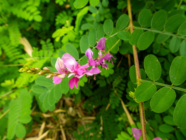Индигофера разноцветковая - Indigofera heterantha