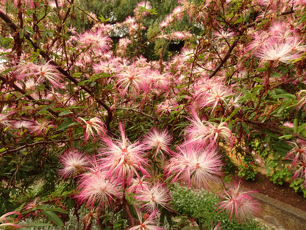 Каллиандра опушеннолистная - Calliandra eriophylla