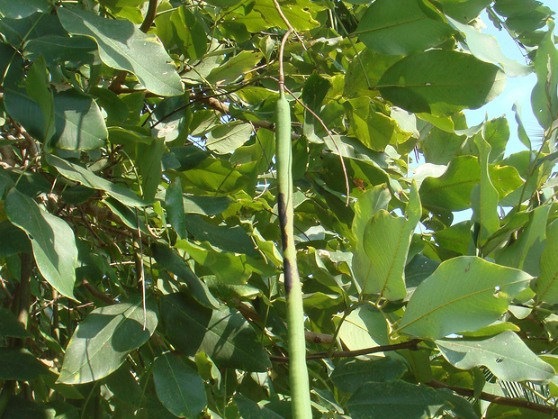 Кассия трубчатая - Cassia fistula