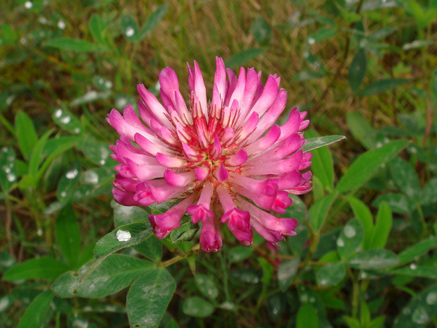 Клевер альпийский - Triffolium alpestre