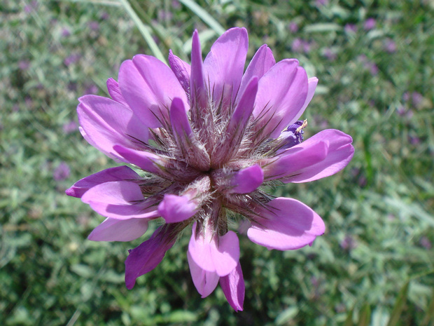Клевер железистый - Trifolium glanduliferum