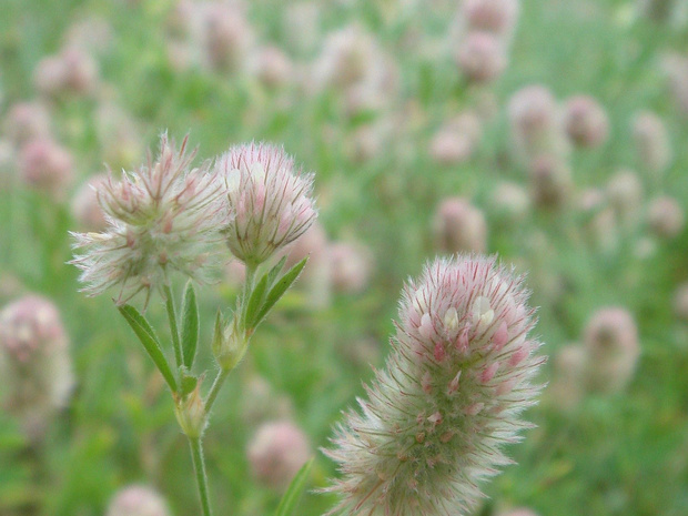 Клевер пашенный - Trifolium arvense