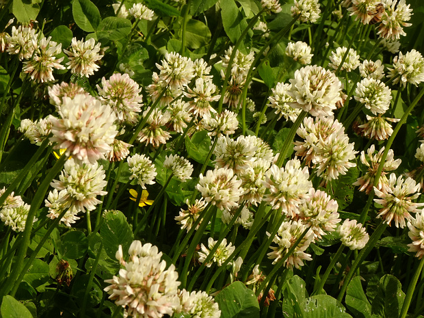 Клевер ползучий - Trifolium repens