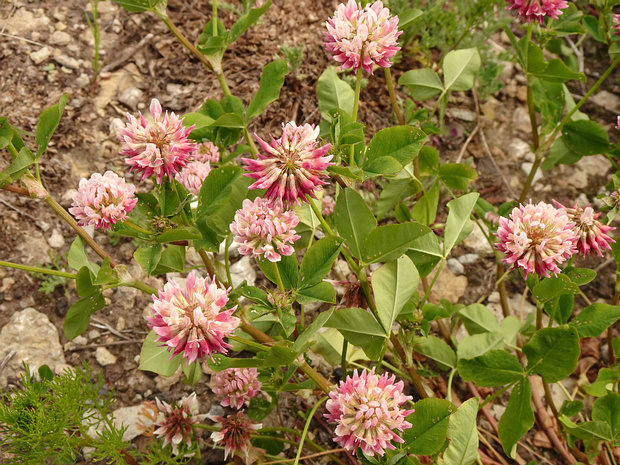 Клевер x гибридный - Trifolium x hybridum