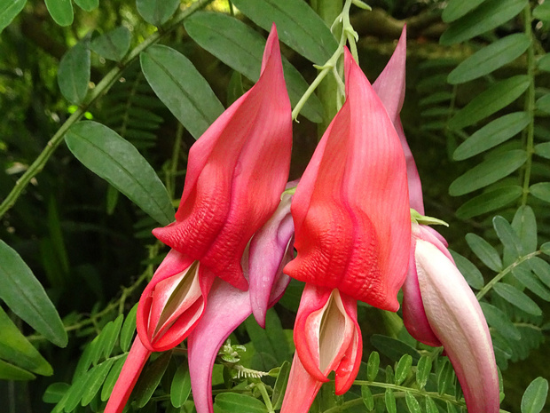 Клиантус пунцовый - Clianthus puniceus
