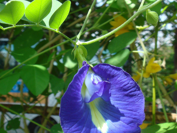 Клитория тройчатая - Clitoria ternatea