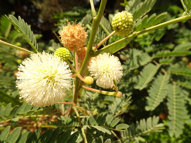 Леуцена светлоголовчатая - Leucaena leucocephala