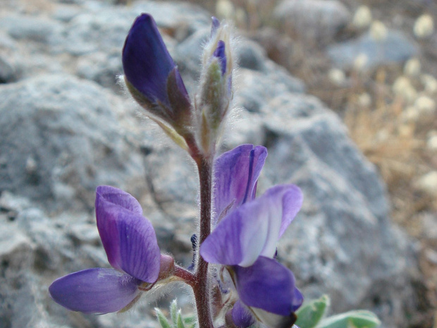 Люпин волосистый - Lupinus pilosus