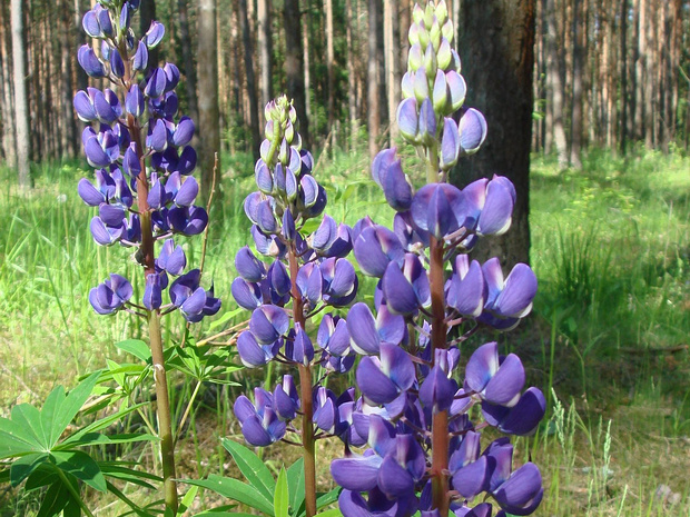 Люпин многолистный - Lupinus polyphyllus