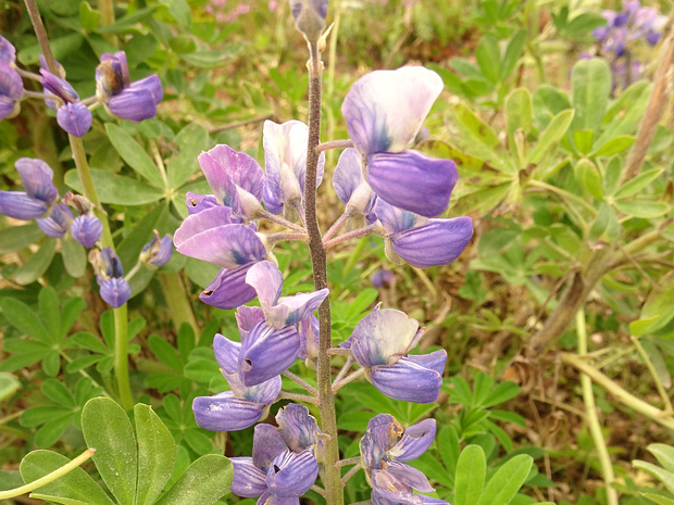 Люпин нутканский - Lupinus nootkatensis