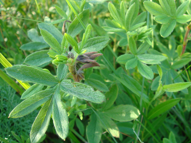 Люпинник пятилистный - Lupinaster pentaphyllus