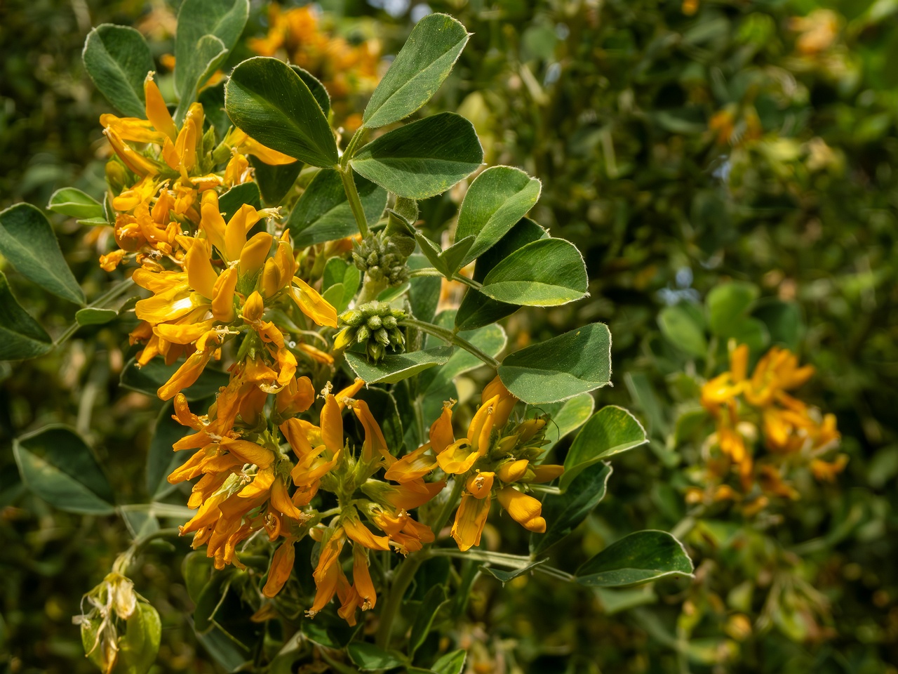 !Medicago arborea _2025-05-11_1-2