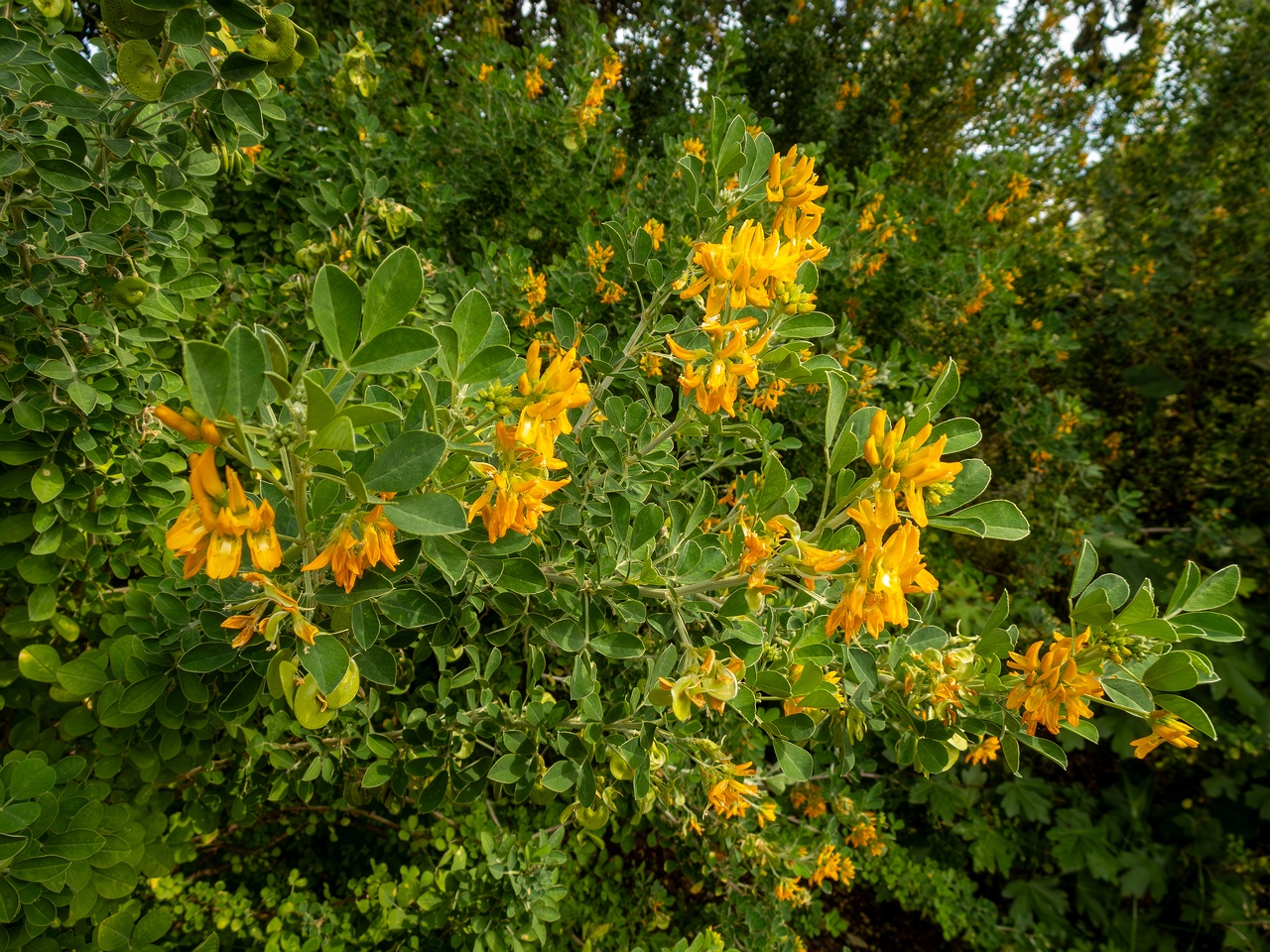 Medicago arborea _2025-05-11_1-8