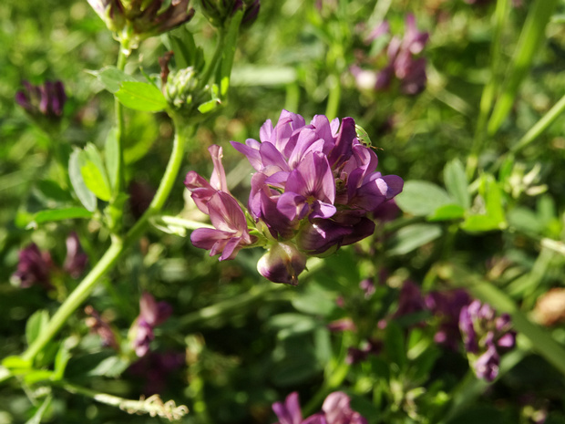 Люцерна посевная - Medicago sativa
