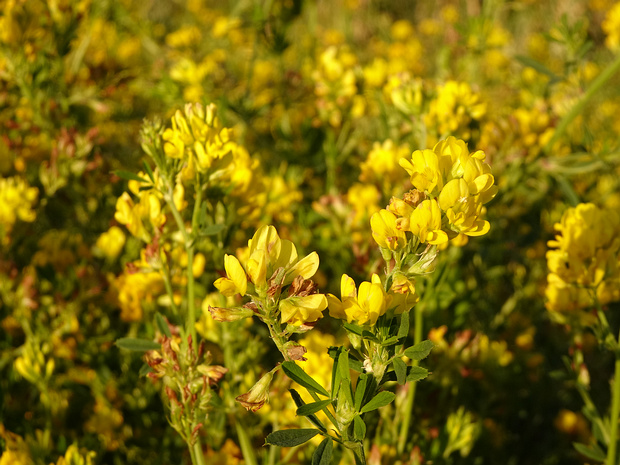 Люцерна серповидная - Medicago falcata