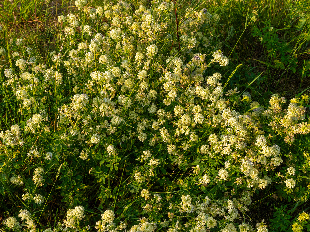 toolse-ordilinnus-38